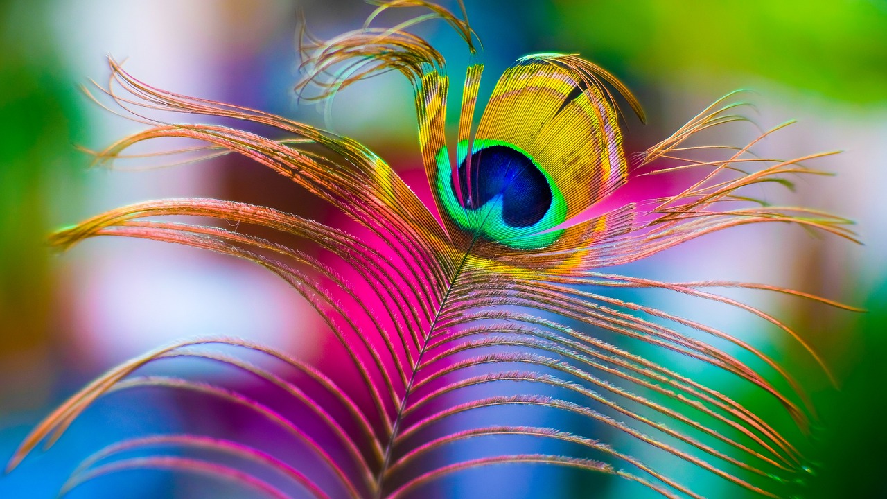 Een foto van een fel gekleurde pauwenveer met op de achtergrond de regenboogkleuren.